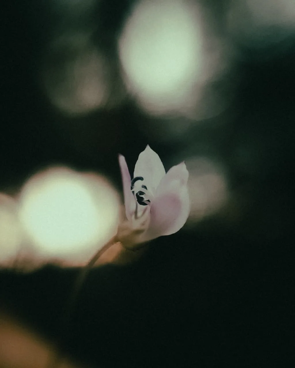 Cyclamen, undone