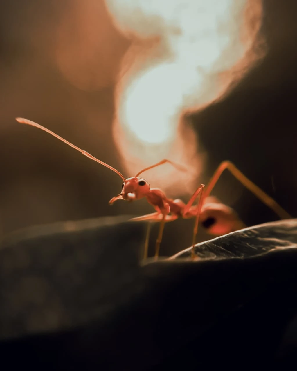 Antennae up