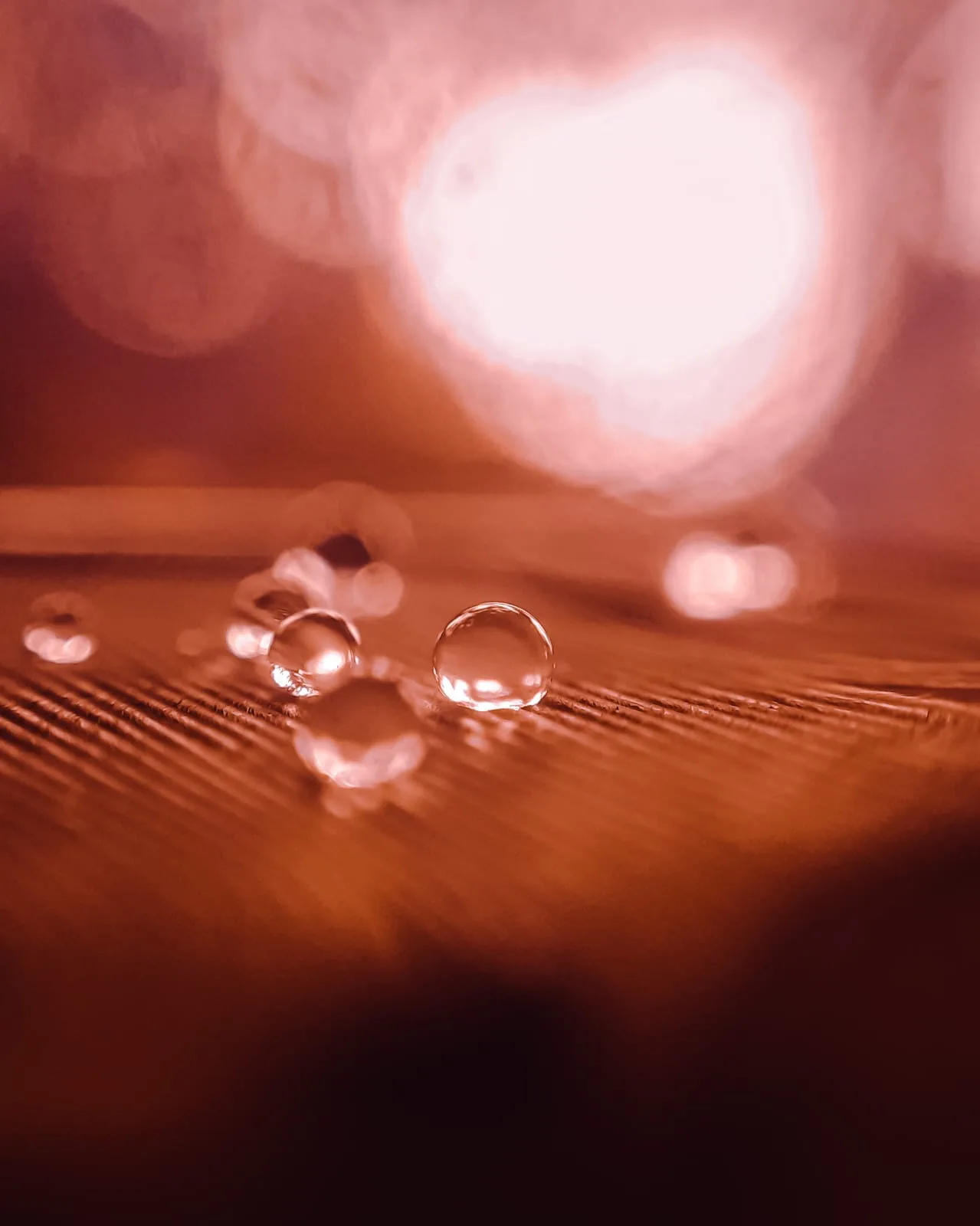 Where rain rests
