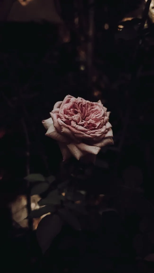A rose that knew the dark