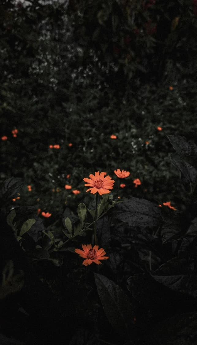 Embers
