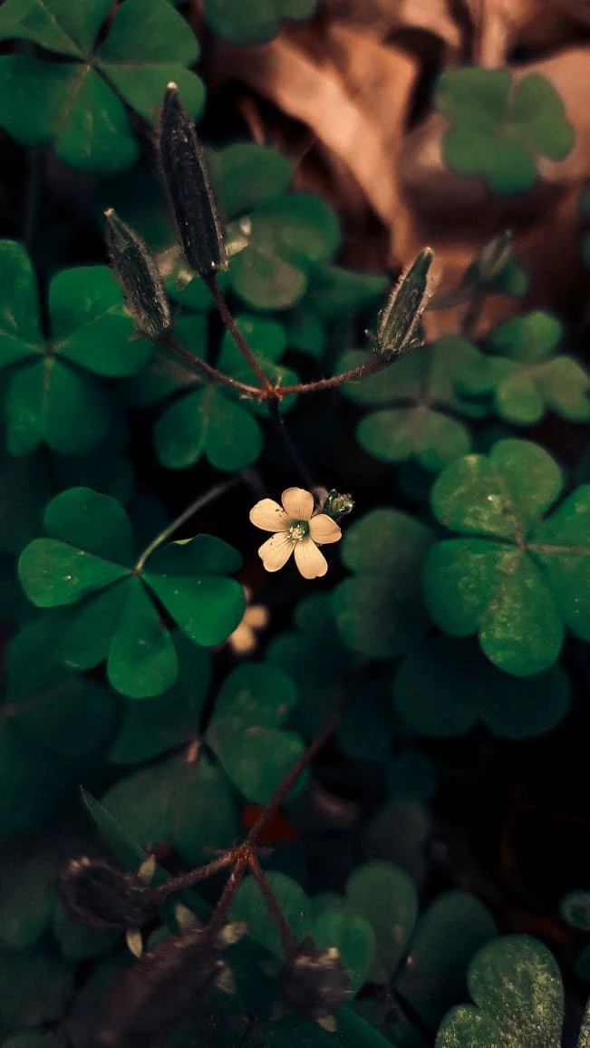 Oxalis