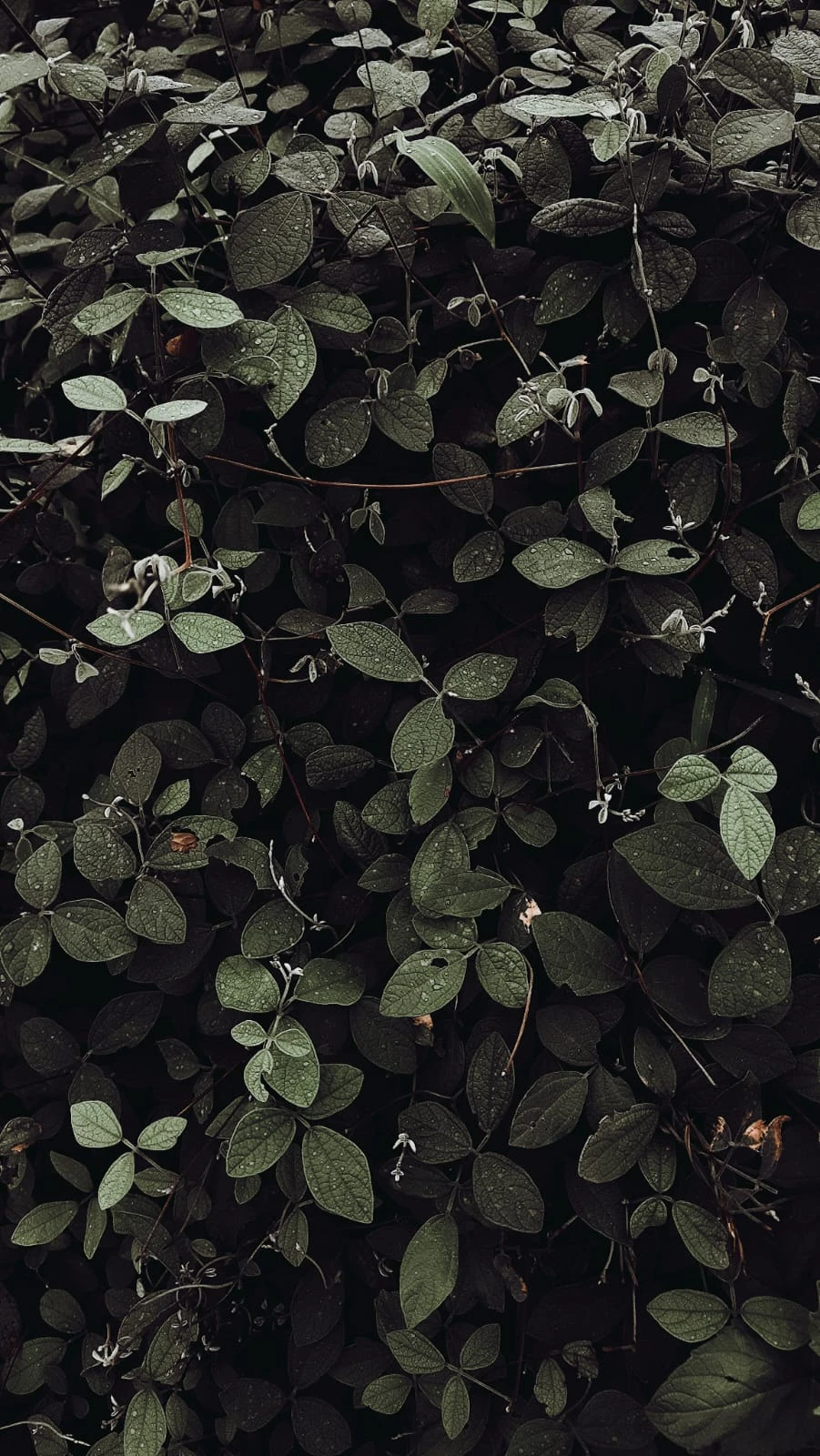 After the rain, a wall of green