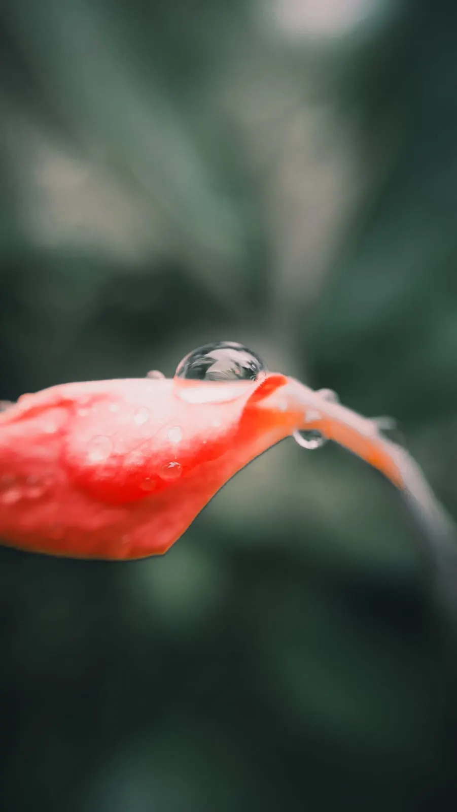 A petal that argued back
