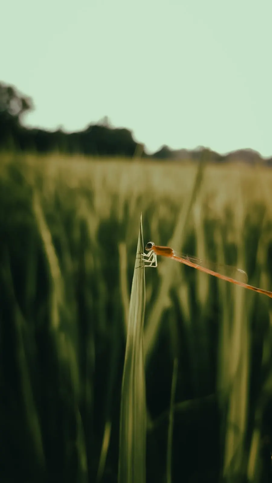 Damselfly, paddy field